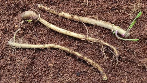 2 Horseradish Plant Bare Roots - Armoracia rusticana - Hardy Perennial - Image 8