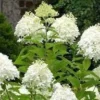 2 Hydrangea Paniculata Grandiflora Bare Root Plants 1-2 ft Tall - Outdoor Shrub - Image 1