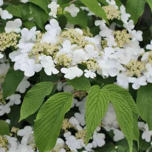 2 Japanese Snowball Viburnum Plicatum Tomentosum Bare-root Plant - Image 2