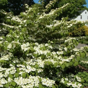 2 Japanese Snowball Viburnum Plicatum Tomentosum Bare-root Plant - Image 3