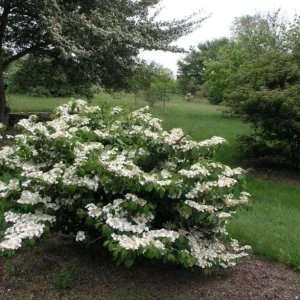 2 Japanese Snowball Viburnum Plicatum Tomentosum Bare-root Plant - Image 1