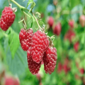 2 Joan J Raspberry Plant - Bare Root Cane - 1-Year-Old Thornless Red Everbearing - Image 1
