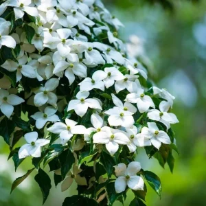 2 Kousa Dogwood Tree Bare Root – White Japanese Dogwood Plant – Outdoor - Image 1