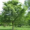 2 Lacebark Elm Bare Root Seedlings 2-3 ft Tall - Outdoor Trees USDA Zones 4-9 - Image 1