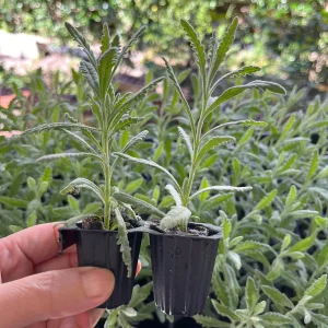 2 Lavender Live Plant Plugs - 2-3 inch Tall Live Starters for Topiary & Garden - Image 3