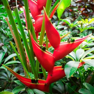 2 Live Heliconia Iris Rhizomes - Tropical Flowering Plant for Gardens - Image 2