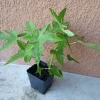 2 Maradol Papaya Live Plants - Sweet Edible Tropical Fruit, Outdoor, USDA Zone 10 - Image 1