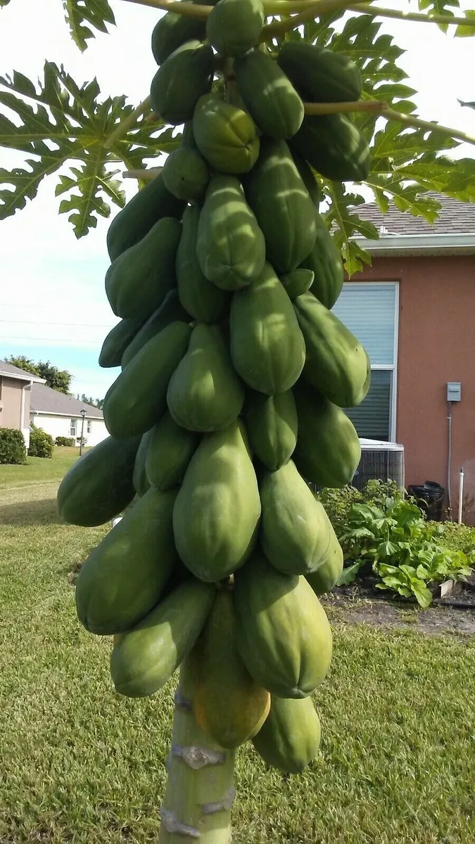 2 Maradol Papaya Live Plants - Sweet Edible Tropical Fruit, Outdoor, USDA Zone 10 - Image 2