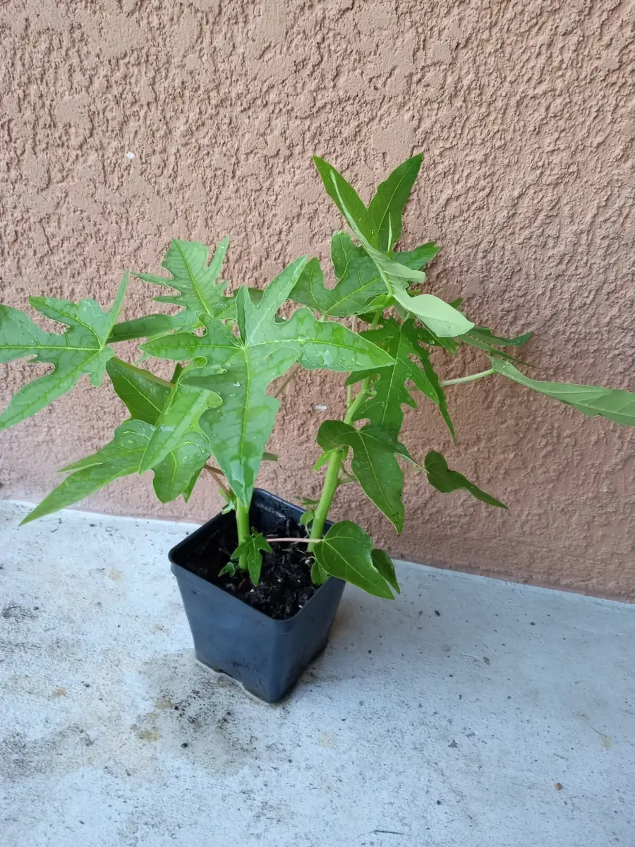 2 Maradol Papaya Live Plants - Sweet Edible Tropical Fruit, Outdoor, USDA Zone 10 - Image 1