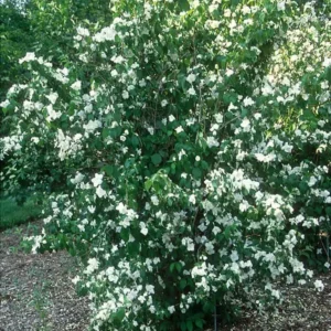 2 Mock Orange Minnesota Snowflake Bare Root Cuttings - 1-2 ft Tall Shrub - Image 2