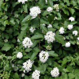 2 Ninebark Bare-root Plants - Physocarpus opulifolius Deciduous Shrub - Image 2