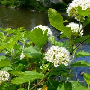 2 Ninebark Bare-root Plants - Physocarpus opulifolius Deciduous Shrub - Image 1