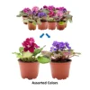 2-Pack African Violet Live Plants - Assorted Ruffled Flowers, 4-inch Pots, Indoor Houseplant - Image 1