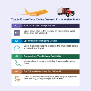 2-Pack African Violet Live Plants - Assorted Ruffled Flowers, 4-inch Pots, Indoor Houseplant - Image 6