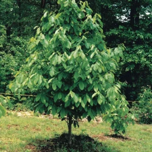 2 Paw Paw “Indian Banana” bare root 1’-2’ - Image 2