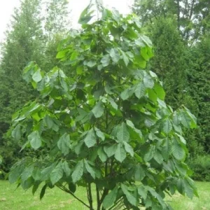 2 Paw Paw Tree Bare Root (Asimina Triloba) – Fruit Bearing Tree - Image 3