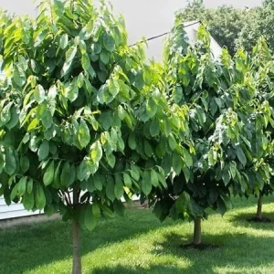 2 Paw Paw Tree Bare Root (Asimina Triloba) – Fruit Bearing Tree - Image 5