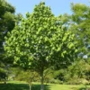 2 Paw Paw Tree Bare-root - Asimina Triloba Fruit Tree Live Plant - Image 1