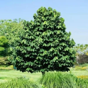 2 Paw Paw Tree Bare-root - Asimina Triloba Fruit Tree Live Plant - Image 2