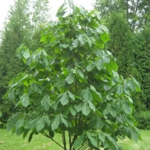 2 Paw Paw Tree Bare-root - Asimina Triloba Fruit Tree Live Plant - Image 3