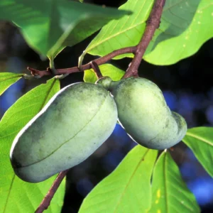2 Paw Paw Tree Bare-root - Asimina Triloba Fruit Tree Live Plant - Image 4
