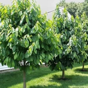 2 Paw Paw Tree Bare-root - Asimina Triloba Fruit Tree Live Plant - Image 5