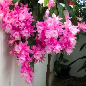 2 Pink Epiphyllum Orchid Cactus Live Plants – Rooted, 6-8 inch, 4 inch pot - Image 1