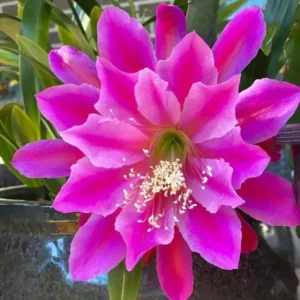 2 Pink Epiphyllum Orchid Cactus Live Plants – Rooted, 6-8 inch, 4 inch pot - Image 5