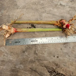 2 Pink Perfection Shell Ginger Rhizomes - Alpinia hainanensis - Fragrant Blooms - Image 2