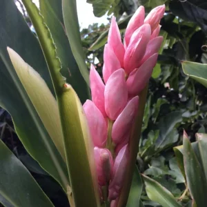 2 Pink Perfection Shell Ginger Rhizomes - Alpinia hainanensis - Fragrant Blooms - Image 3