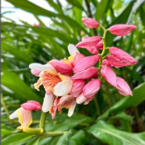 2 Pink Perfection Shell Ginger Rhizomes - Alpinia hainanensis - Fragrant Blooms - Image 1