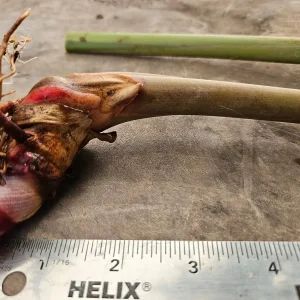 2 Pink Perfection Shell Ginger Rhizomes - Alpinia hainanensis - Fragrant Blooms - Image 4