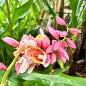 2 Pink Perfection Shell Ginger Rhizomes - Alpinia hainanensis - Fragrant Blooms - Image 5