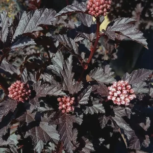 2 Purple Leaves Ninebark Bare-root Plant - Diabolo Cultivar, Physocarpus opulifolius - Image 1