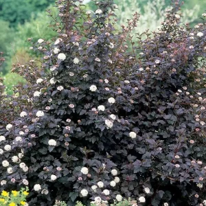 2 Purple Leaves Ninebark Bare-root Plant - Diabolo Cultivar, Physocarpus opulifolius - Image 4