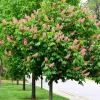 2 Red Buckeye Tree Bare-Root Plant - Aesculus Pavia Firecracker Plant - Image 1