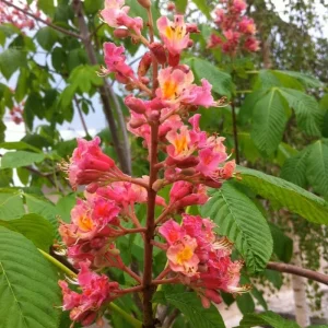 2 Red Buckeye Tree Bare-Root Plant - Aesculus Pavia Firecracker Plant - Image 2