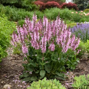 2 Salvia 'Ballerina Pink' Live Perennial Plants - Full Sun, Pink Flowers - Image 1