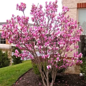 2 Saucer Magnolia Rooted Cuttings - Bare Root Plant, 8-12