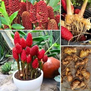 2 Shampoo Ginger Rhizomes – Zingiber Zerumbet – Pine Cone Ginger – Tropical Plant - Image 3