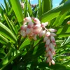 2 Shell Ginger Rhizomes - Porcelain Lily Live Plant - Alpinia Zerumbet - Image 1