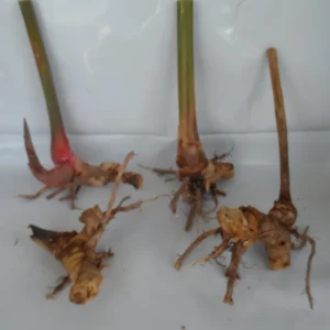 2 Shell Ginger Rhizomes - Porcelain Lily Live Plant - Alpinia Zerumbet - Image 2