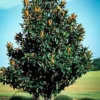2 Southern Magnolia Tree Bare-Root - Magnolia grandiflora - Fragrant White Flowers - Outdoor - Image 1