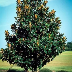 2 Southern Magnolia Tree Bare-Root - Magnolia grandiflora - Fragrant White Flowers - Outdoor - Image 2