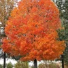 2 Sugar Maple Bare-root Trees - Acer saccharum - Outdoor Shade Tree - Image 1