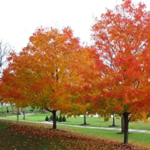 2 Sugar Maple Tree Bare-root - Acer saccharum Live Plant Outdoor - 60-75 ft - Image 2