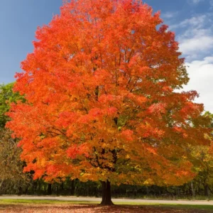 2 Sugar Maple Tree Bare-root - Acer saccharum Live Plant Outdoor - 60-75 ft - Image 3