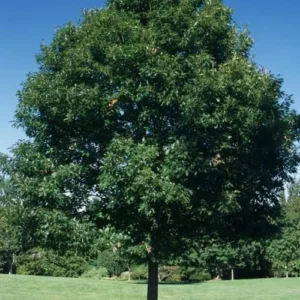 2 Sugar Maple Tree Bare-root - Acer saccharum Live Plant Outdoor - 60-75 ft - Image 4