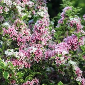 2 Variegated Weigela Bare Root Live Plants – 1-2 ft Tall Outdoor Shrubs - Image 2
