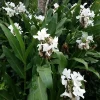 2 White Butterfly Ginger Rhizomes Live Plant - Fragrant Hedychium - Image 1